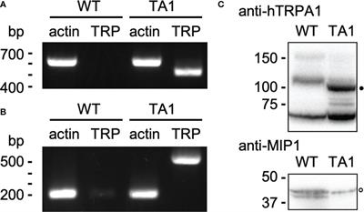 Transgenic Chlamydomonas Expressing Human Transient Receptor Potential Ankyrin 1 (TRPA1) Channels to Assess the Effect of Agonists and Antagonists